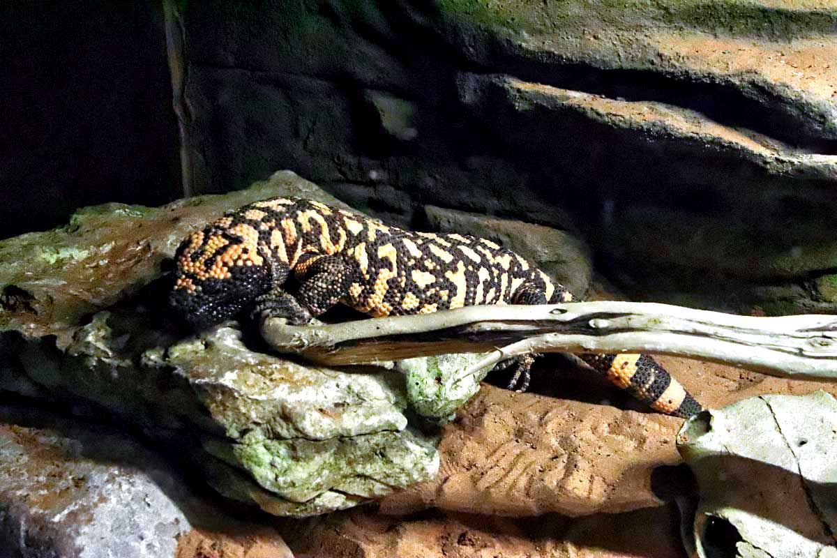 Gila Monster at GarLyn Zoo